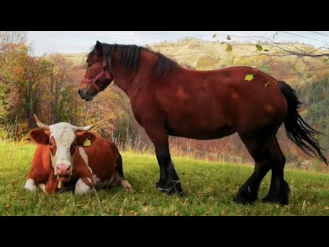 Poiana Mărului, Brașov. Mâine m-aș muta aici | România pitorească și bătrânelul uimit de dronă