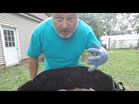 Outdoor worm bin's progress on half watermelon in 1 week - vermicomposting