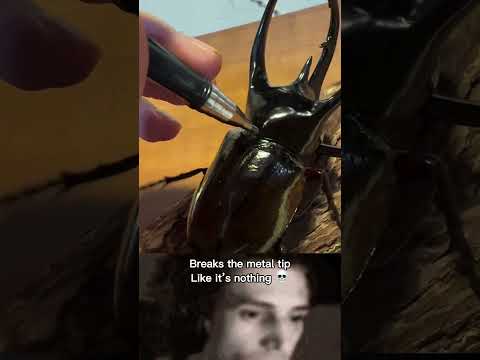 This Beetle has armour like body #shorts #beetle #ytshorts
