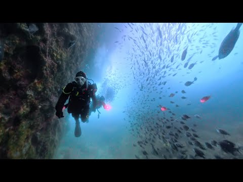 Scuba Diving Poor Knights New Zealand