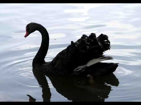 Jay Saunders - Black Swan (Original Mix) [PREVIEW] [Braslive Records]