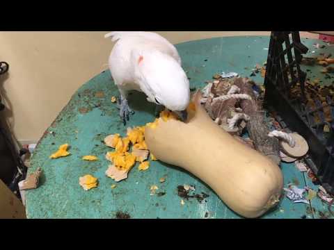 Massive Misha bird Mashup! Almost an hour of Moluccan madness, talking, destruction, and happiness