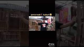 Download lagu 🔴Story wa -peternak ayam bangkok kukut(tutup) mp3