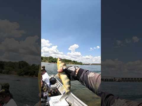 🎣🔥 PESCA DE PIAU-FLAMENGO NO RIO TOCANTINS! VOCÊ CONSEGUE VER OS PEIXES NO FUNDO DO RIO!👏👏