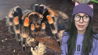Speed Feed *ALL* (100+) OF MY TARANTULAS in ONE video!