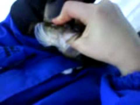 bryter-aborre-kill-the-fish