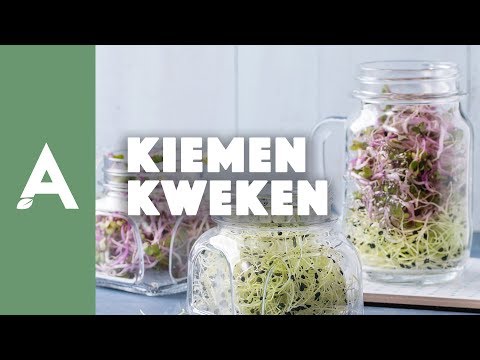download lagu mp3 mp4 Alfalfa Recept, download lagu Alfalfa Recept gratis, unduh video klip Alfalfa Recept
