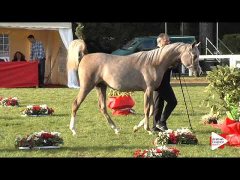 N.61 RADEGONDA BY TRESCA - Arezzo 2015 - Fillies 1 year old (Class 7A)