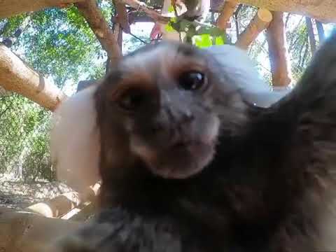 Macaco beijando a câmera