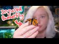 Caring For An Injured Butterfly