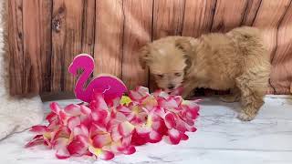 ハーフ犬の動画01