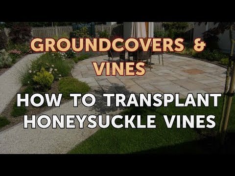 How to Grow a Trumpet Vine