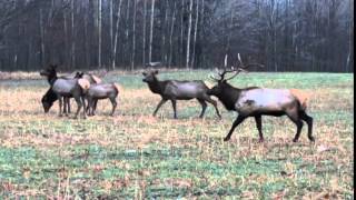 preview picture of video 'Northern Michigan Elk'