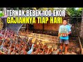 Reveal The Secret Of Daily Income From Raising 100 Laying Ducks In A Dry Cage System