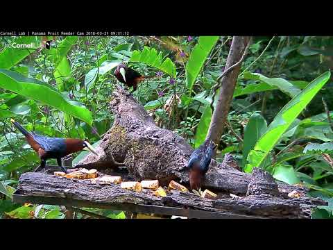 Chestnut-headed Oropendolas Display Vocal Array In Panama – March 21, 2018