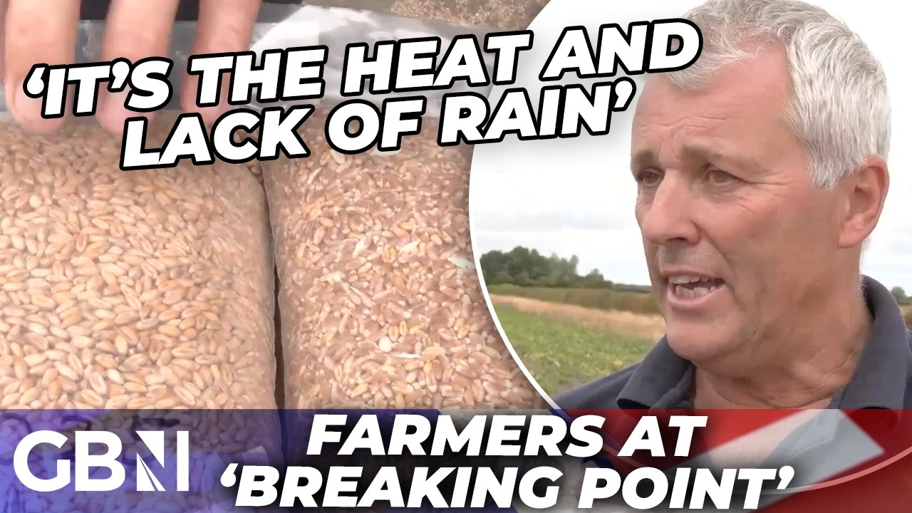 Video: UK farmers report stunted crops and record-low 2026 harvest amid prolonged drought and heatwaves