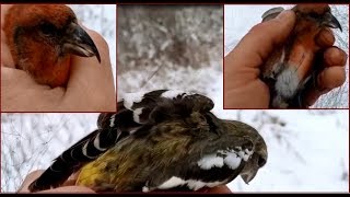 Ловля клестов на урале