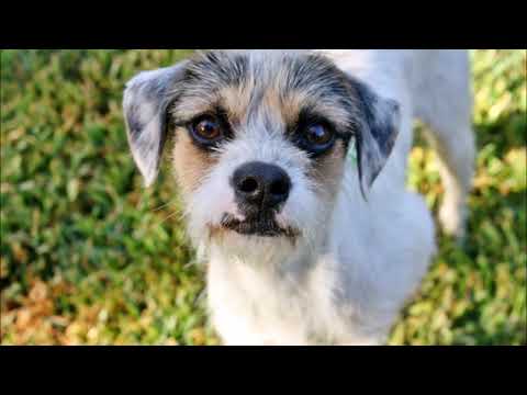 Felix - 17 lbs!  Watch my Video!, an adopted Parson Russell Terrier & Shih Tzu Mix in Pasadena, CA_image-1