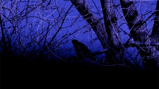 Jean Leloup - L&#39;oiseau-vitre [vidéoclip officiel]