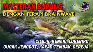 Download lagu Terapi Burung anti stres plus masteran dengan Suara gemercik Air dan Brainwave mp3
