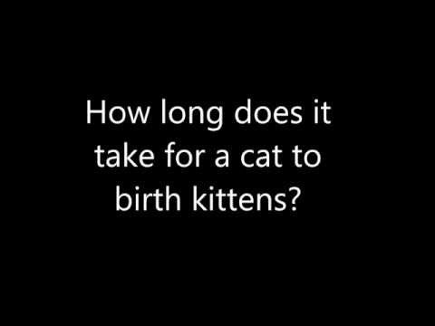 How Long Does It Take For a Cat To Birth Kittens