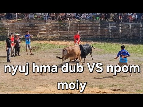 nyuj hma dub VS npom moy ( nyuj nom tuam )