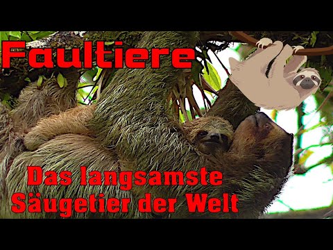 Faultiere die langsamsten Säugetiere der Welt  Doku
