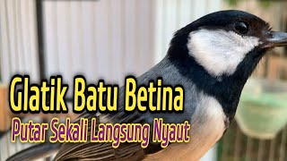 Download lagu Pancingan Gelatik Batu Betina Memanggil Jantan Cocok untuk Pikat dan Glatik diam ikut bunyi nyaut mp3