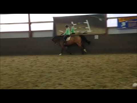 Gelding by Conway II - Corofino  *2013