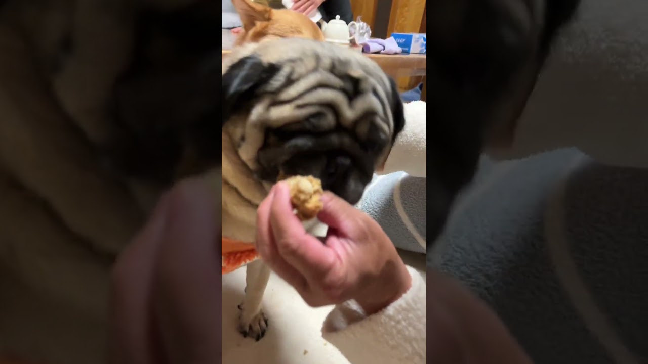 とんちゃん&ぺっぺこvlog59