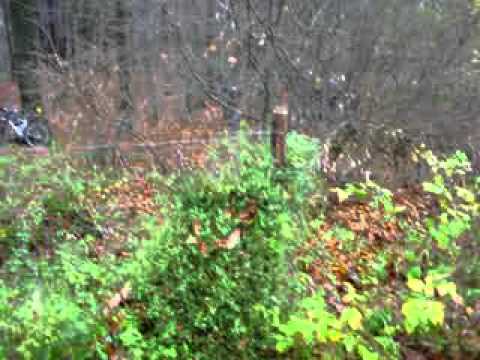 Rallye Köln-Ahrweiler, Honda Civic