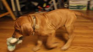Video preview image #2 Rhodesian Ridgeback Puppy For Sale in GATE, WA, USA