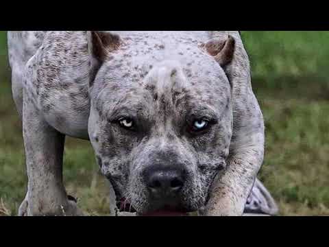 Skartoff X Djahval - AQP