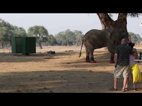 Harmony in the Wilderness: Dining with Graceful Elephant Giants at BBC Camp, Manapools, Zimbabwe