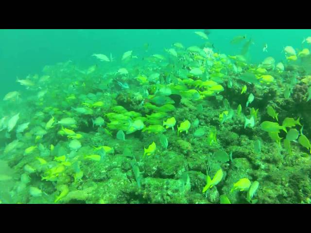 Barracuda Reef Dive