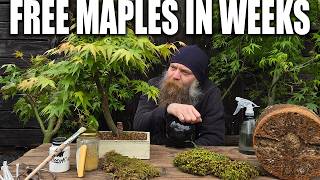 Download lagu Air Layer to Bonsai in Weeks... mp3