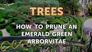 How to Prune an Emerald Green Arborvitae
