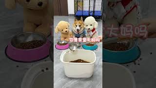 Download lagu You are such an idiot, you really pissed off the dog. Cute pet debut plan. The dog's thoughts ar mp3
