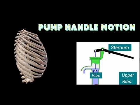 Pump Handle Motion and Bucket Handle Motion | Thorax Movement