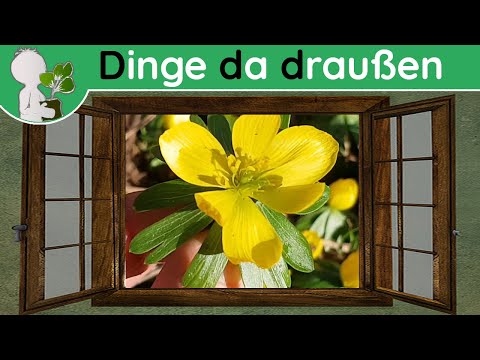 Ddd 013 - Frühblüher Winterling (giftig) - Wildpflanzen & Co (Doku 23. Februar)