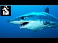 SEMUA SURVIVAL AKHIRNYA TAMAT Feed And Grow Fish GAMEPLAY 14