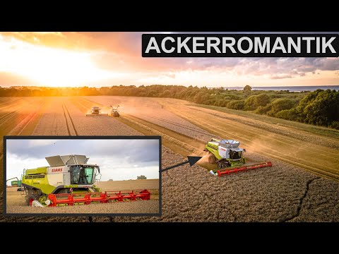 Dreschen an der Ostsee mit 3x CLAAS LEXION 770 || 2x Überladewagen || 5x Fendt Vario || 4K