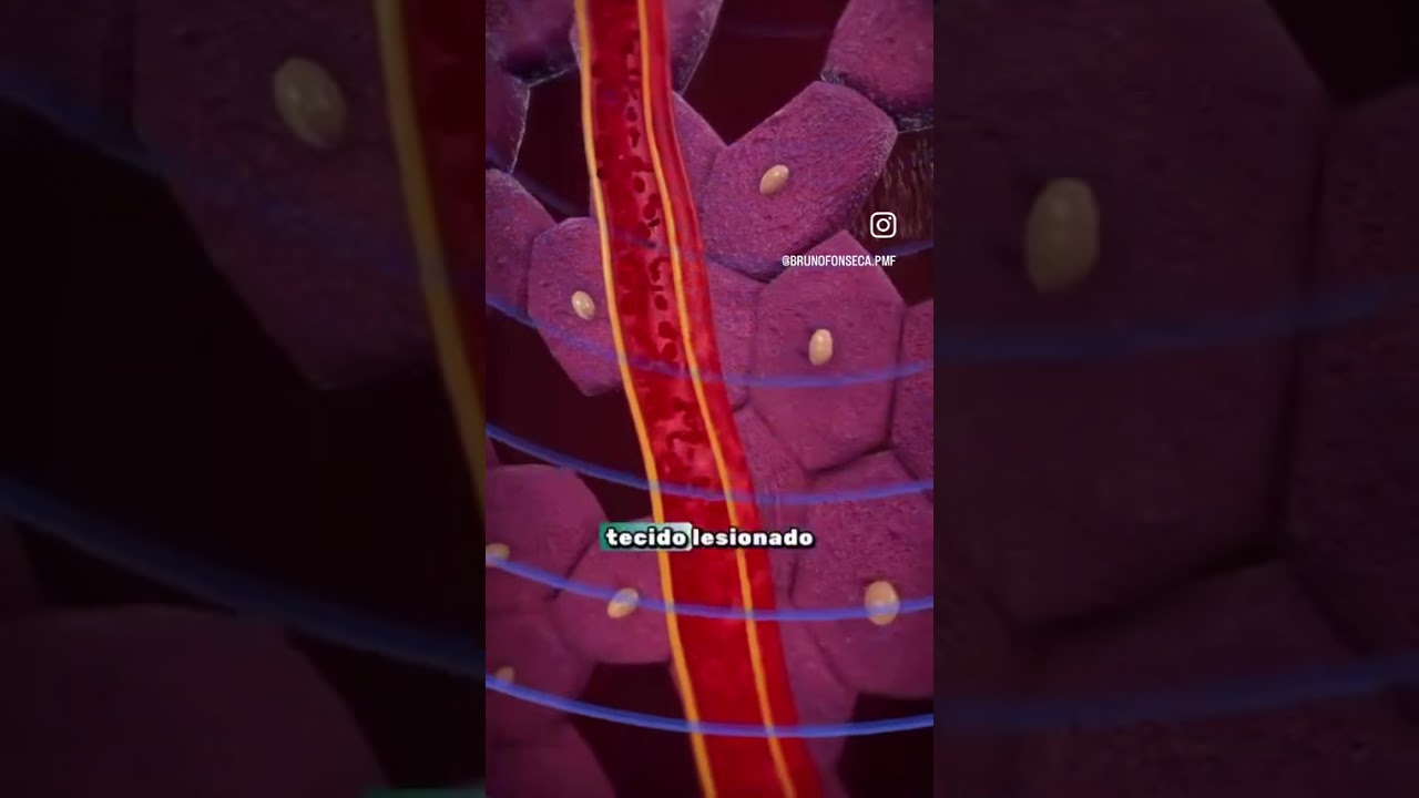 Bruno Paulo Marques Da Fonseca-16