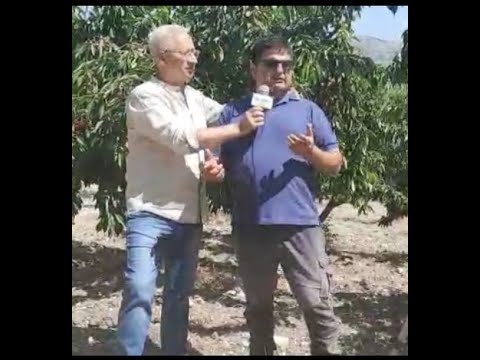 Ciliegie di Chiusa Sclafani Azienda Angelo Vellino