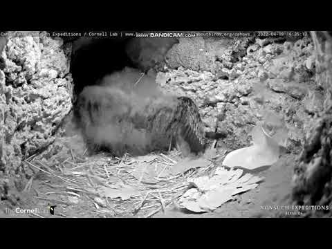 Endangered Bermuda Petrels, Cahow Cam Burrow 1 - 19 April  2022