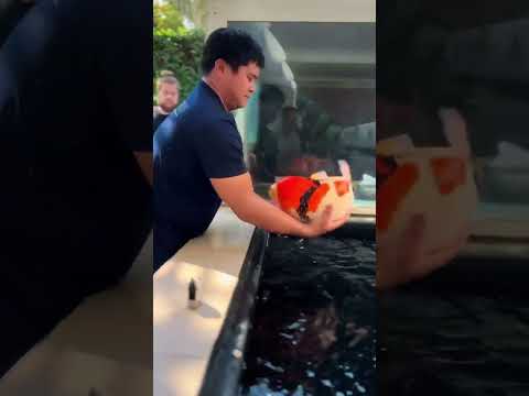 Moving koi this big takes skill, experience, and above all: Teamwork! #koi #dubai #koipond