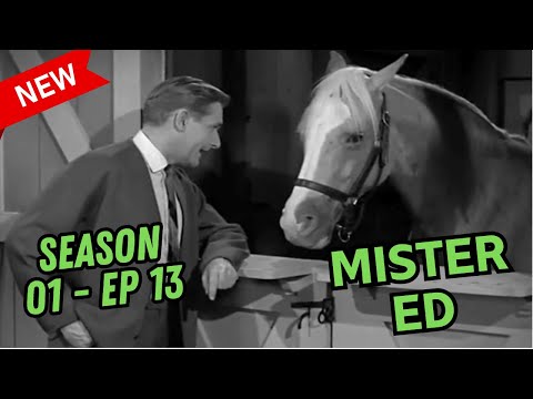 Mister Ed S01E13 – Ed the Tout | Hilarious Classic TV Comedy