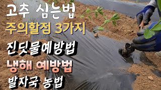 고추 정식 주의할점 3가지  발자국 농법