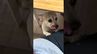 覗く犬　The Peeking Dog #puppy #cute #funny