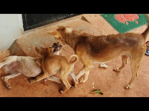 They are more than friends || #1622 Nature Show